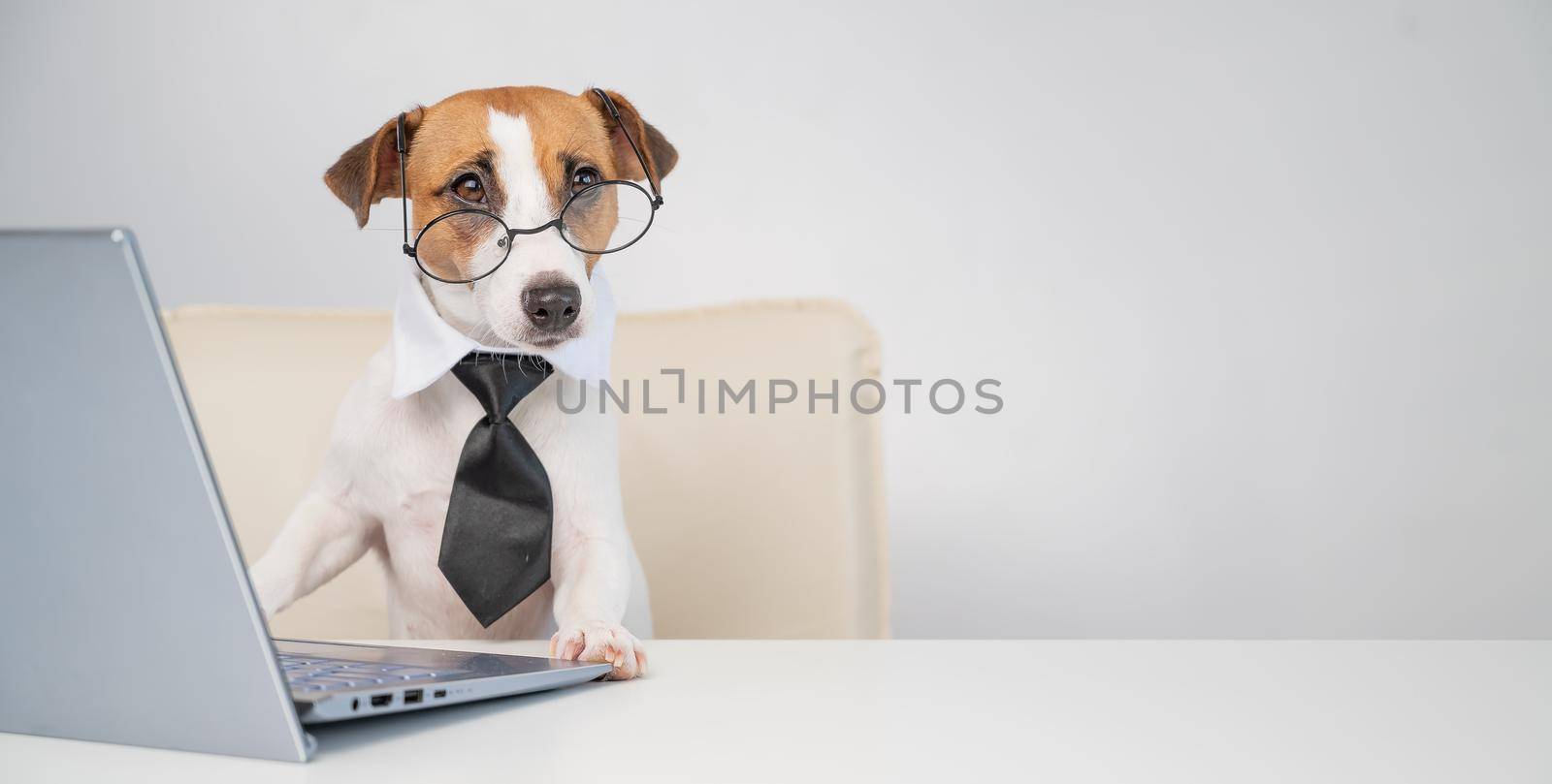 Dog jack russell terrier in glasses and a tie sits at a desk and works at a computer on a white background. Humorous depiction of a boss pet