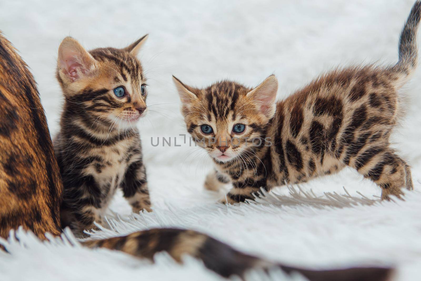 Two cute bengal kittens playing on a furry white blanket. by Smile19