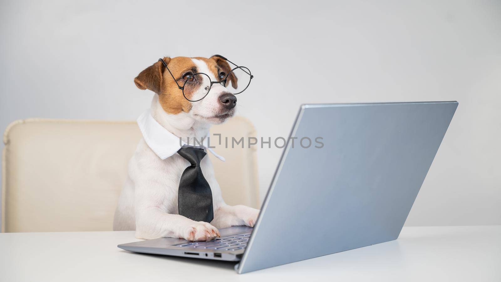 Dog jack russell terrier in glasses and a tie sits at a desk and works at a computer on a white background. Humorous depiction of a boss pet