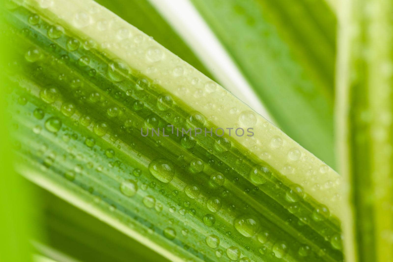 Leaves of flower chlorophytum close-up with drops of water by glavbooh