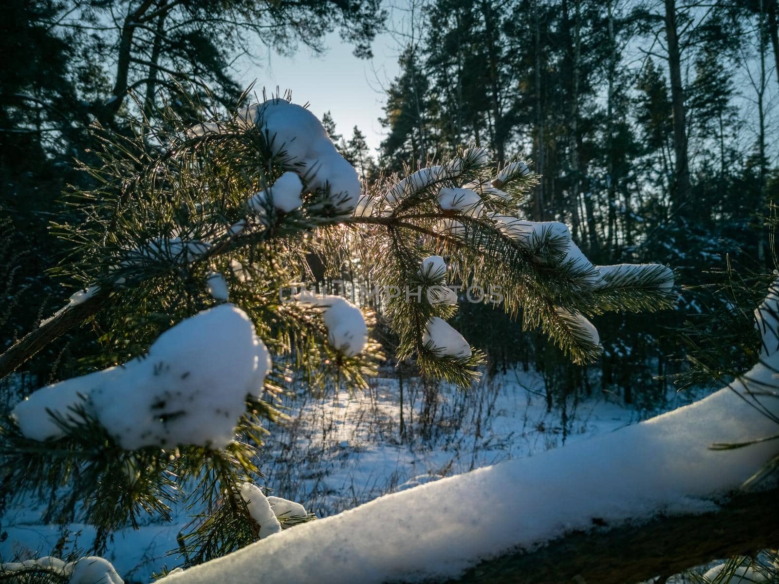 pine branch covered with snow illuminated by the sun. winter frosty sunny day in the forest by Mariaprovector