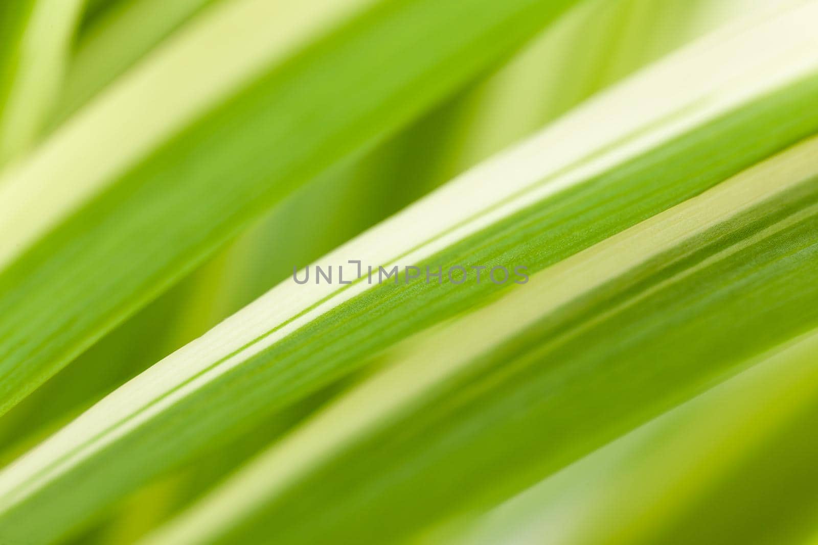 Leaves of the flower chlorophytum close-up by glavbooh