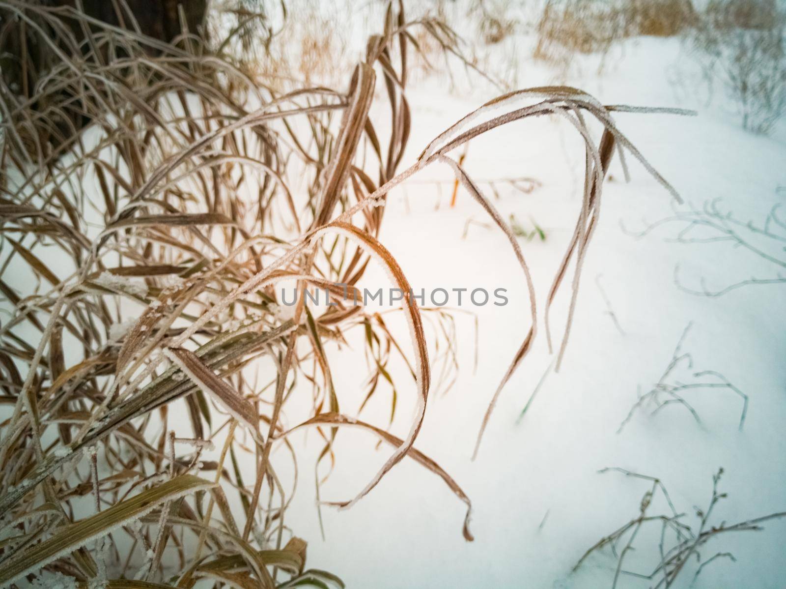 dry yellow grass under the snow. soft focus close up by Mariaprovector