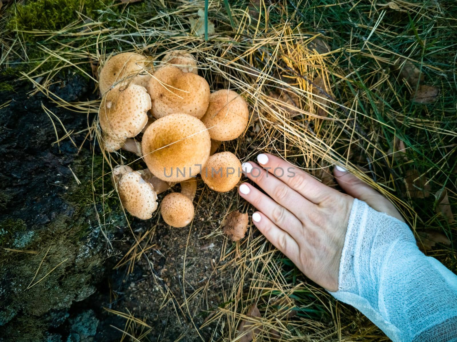 hand holds honey mushrooms in the autumn forest. close-up. beautiful edible mushrooms in the autumn forest in sunlight