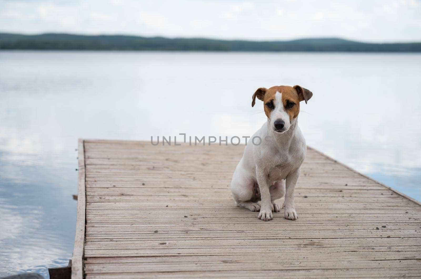 Sad dog jack russell terrier sits alone on the pier by the lake