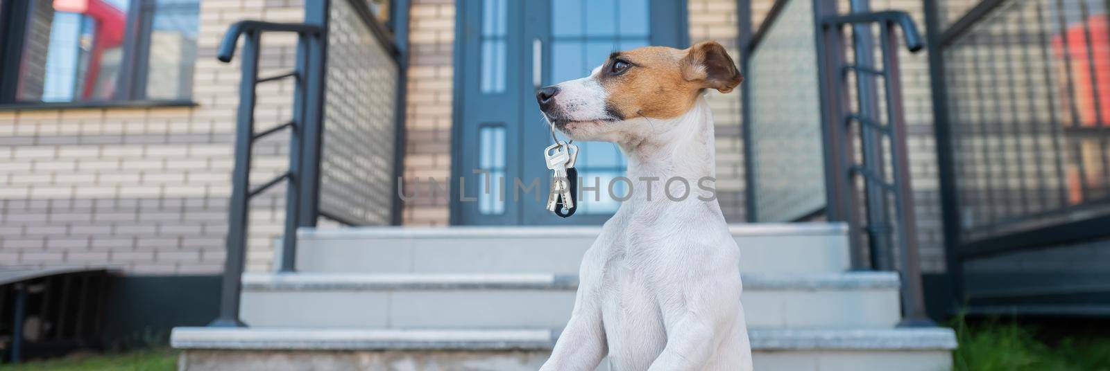 Dog Jack Russell Terrier is sitting at the door holding the keys to the house. by mrwed54