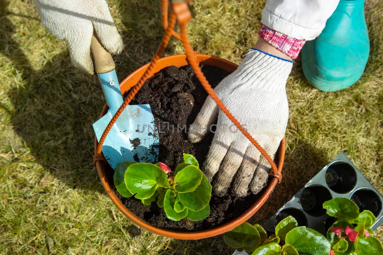 close-up of a gardener's hand in household gloves planting a flower in a pot sunny day. top view