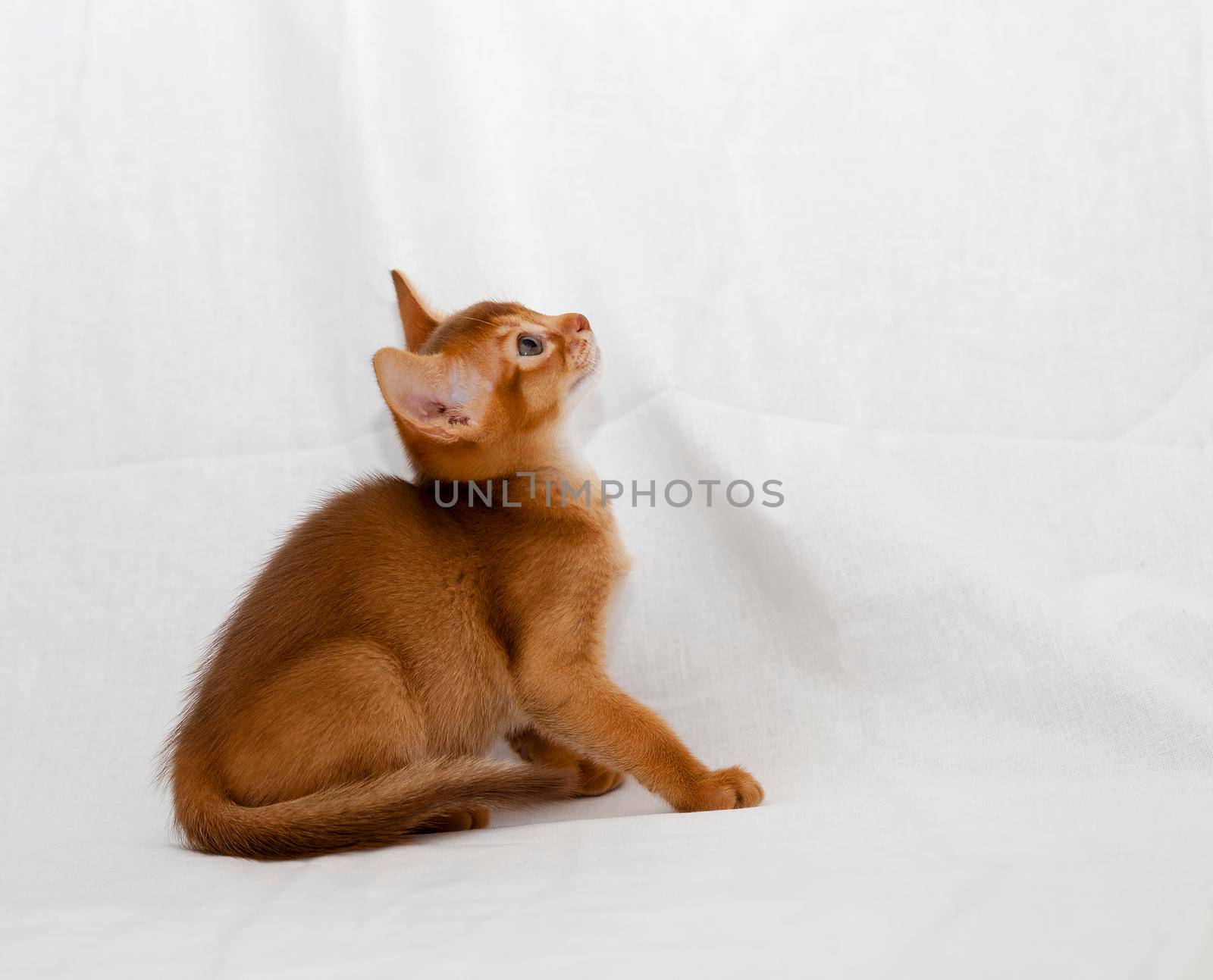 Abyssinian cat sitting on a white ,old material during the game and viewing the subject from above, close-up
