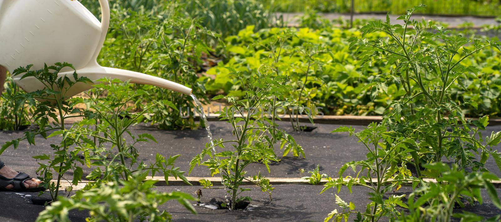 A breast with tomato plants on the ground covered with agro fiber close-up, the farmer is watering in the garden.