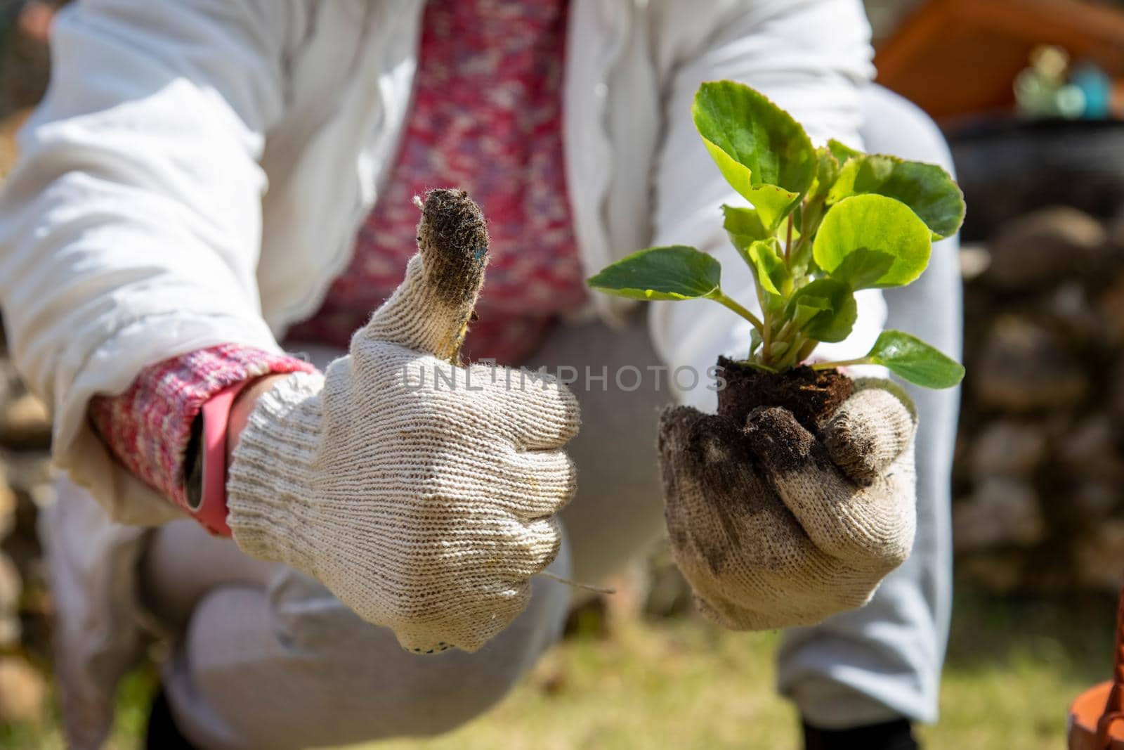 female hands hold a flower sprout and show thumbs up. botany hobby