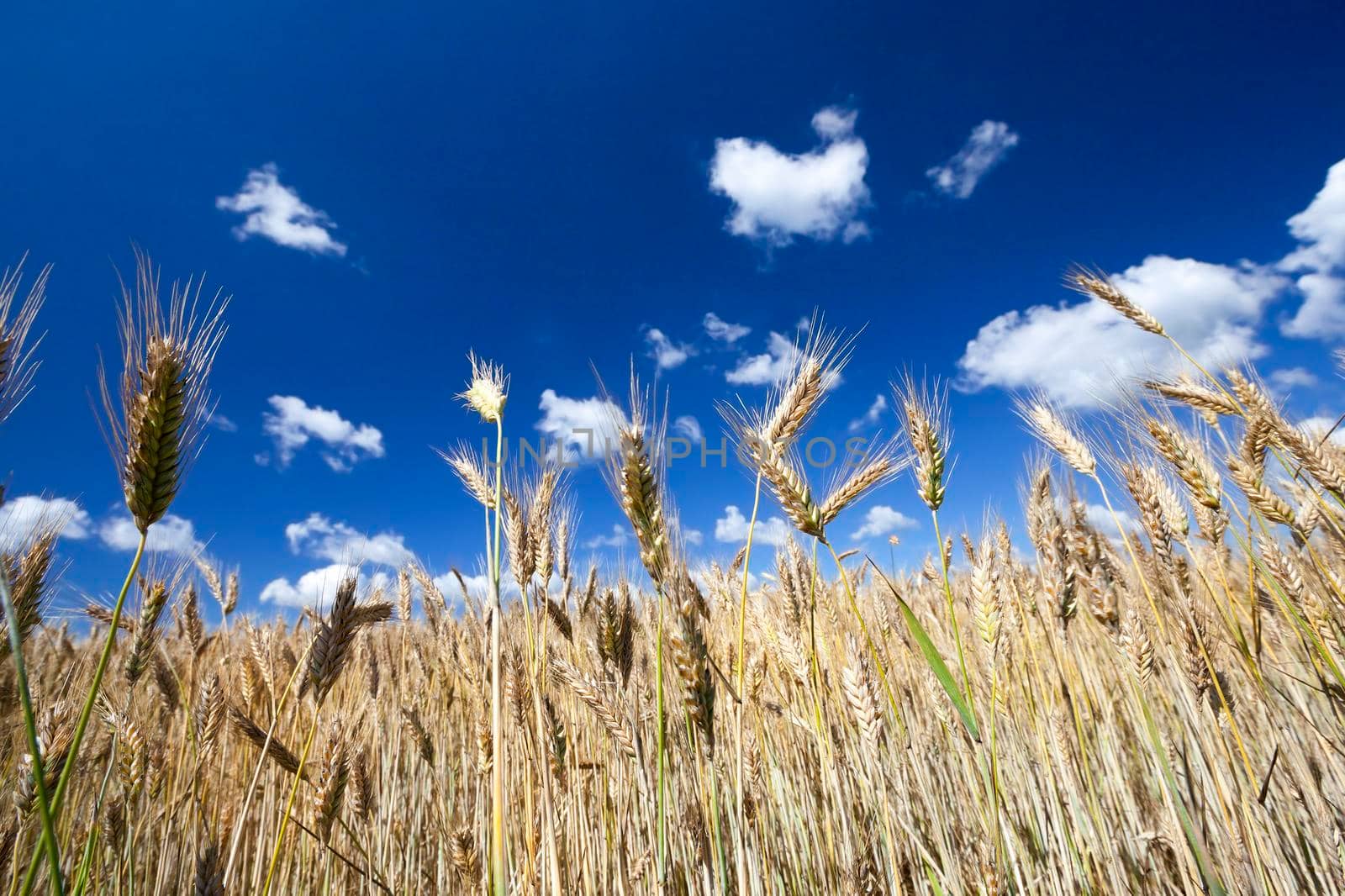 a ripe golden ears of wheat against a background of a saturated blue sky with snow-white clouds. photo spring close-up from the bottom