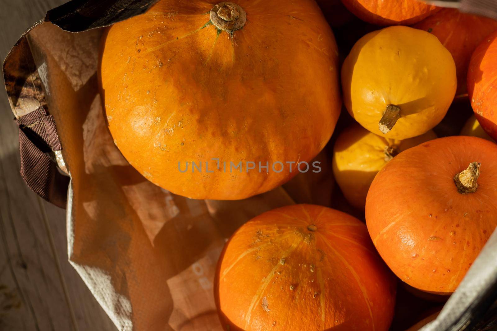 Several ripe pumpkins for Halloween. Autumn harvest