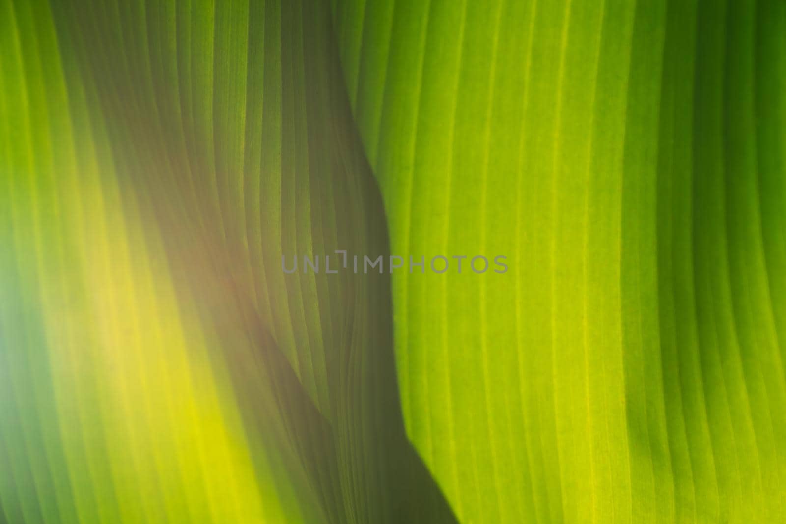 Abstract background of green leaves of banana palm. Texture of exotic leaves. by Laguna781