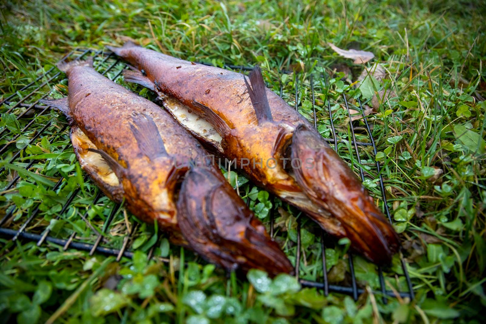 chilled river fish in smoke lies on the grate on the grass by Mariaprovector