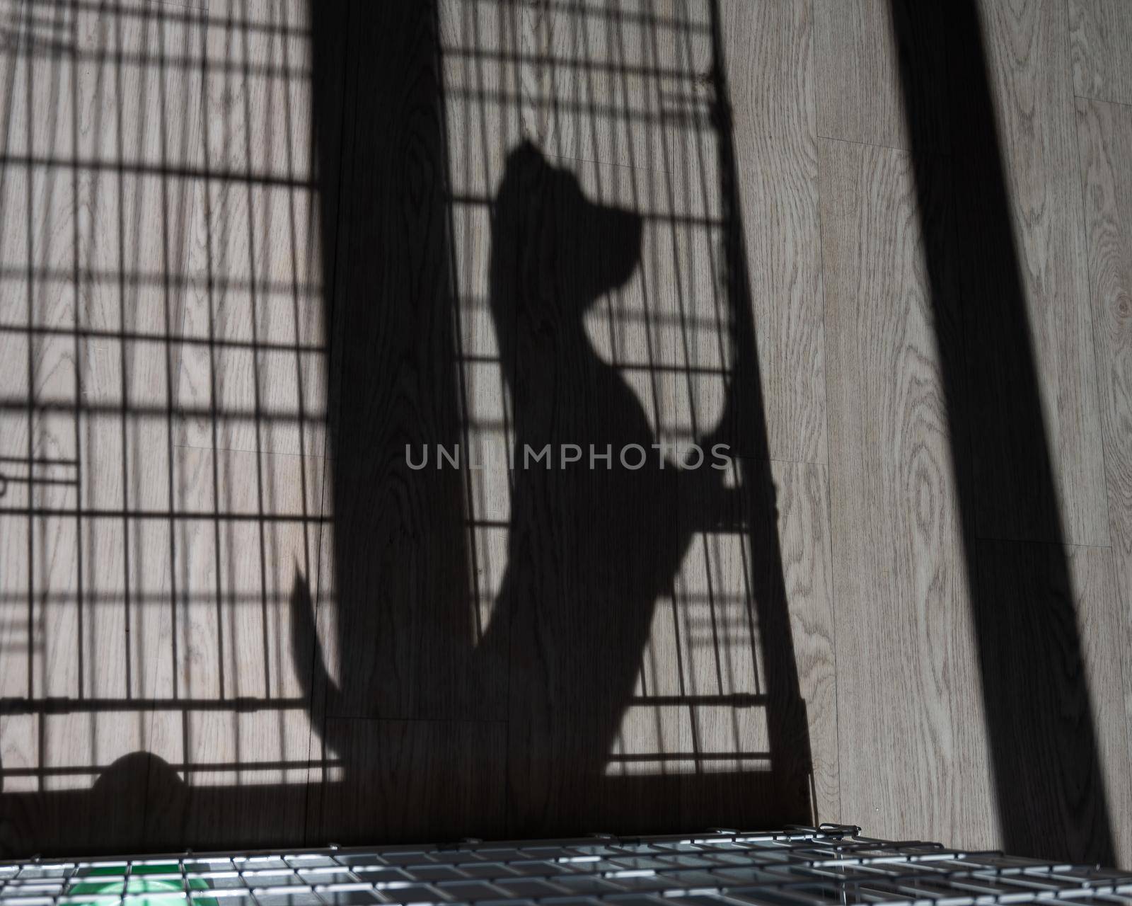 Shadow of a sad dog jack russell terrier in a cage