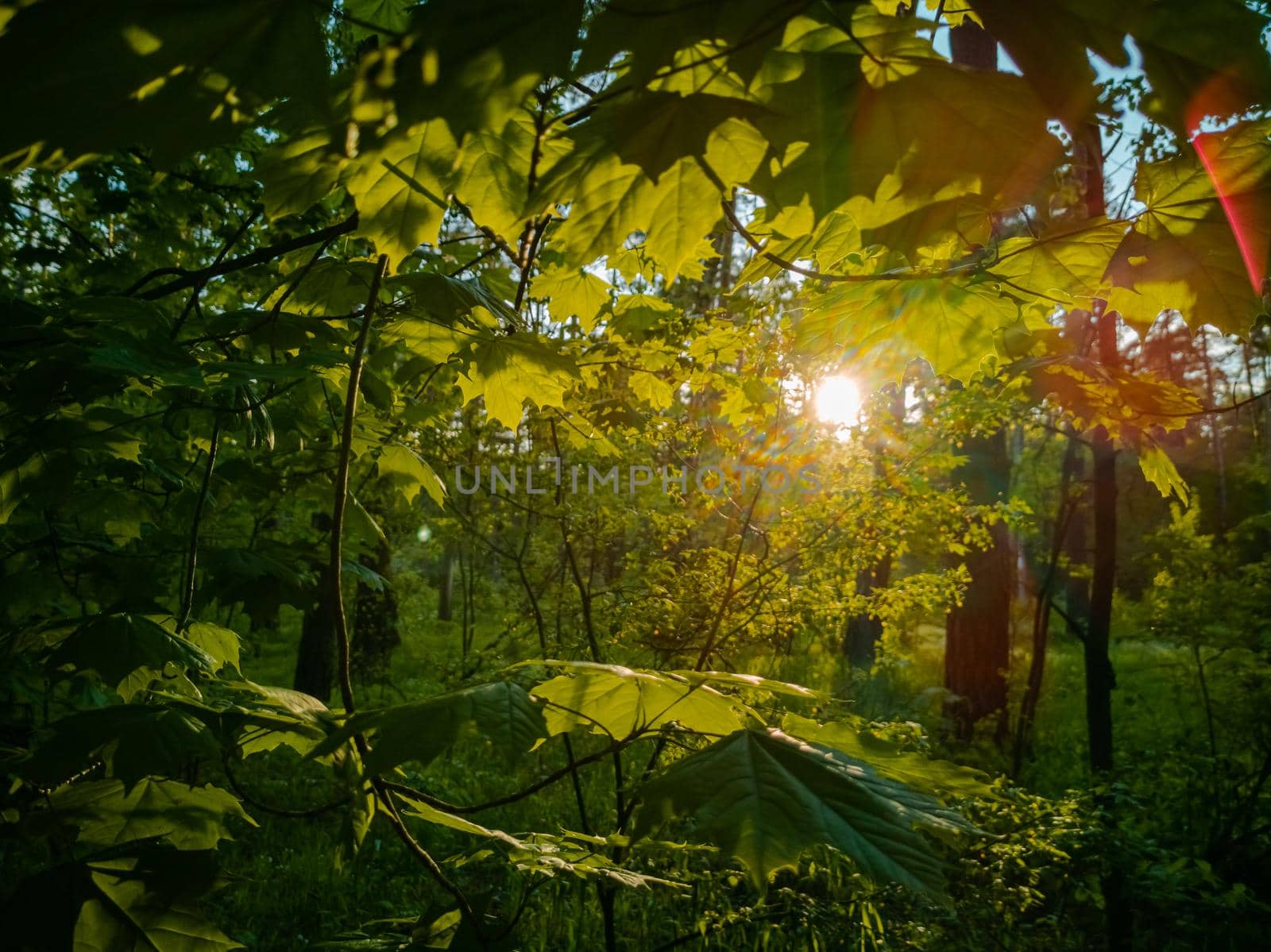 beautiful countryside landscape. sunlight breaks through the foliage in a green summer forest by Mariaprovector