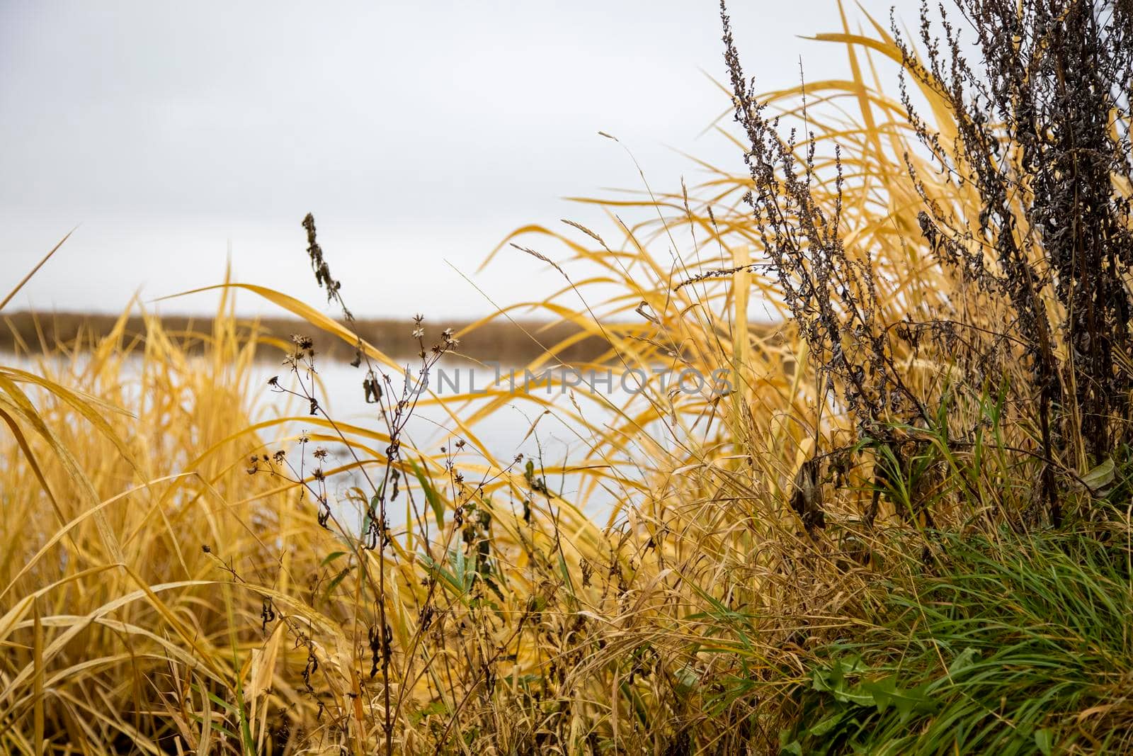 dry grass grows on the shore of the lake. beautiful natural background image. yellow and green autumn grass grows by water