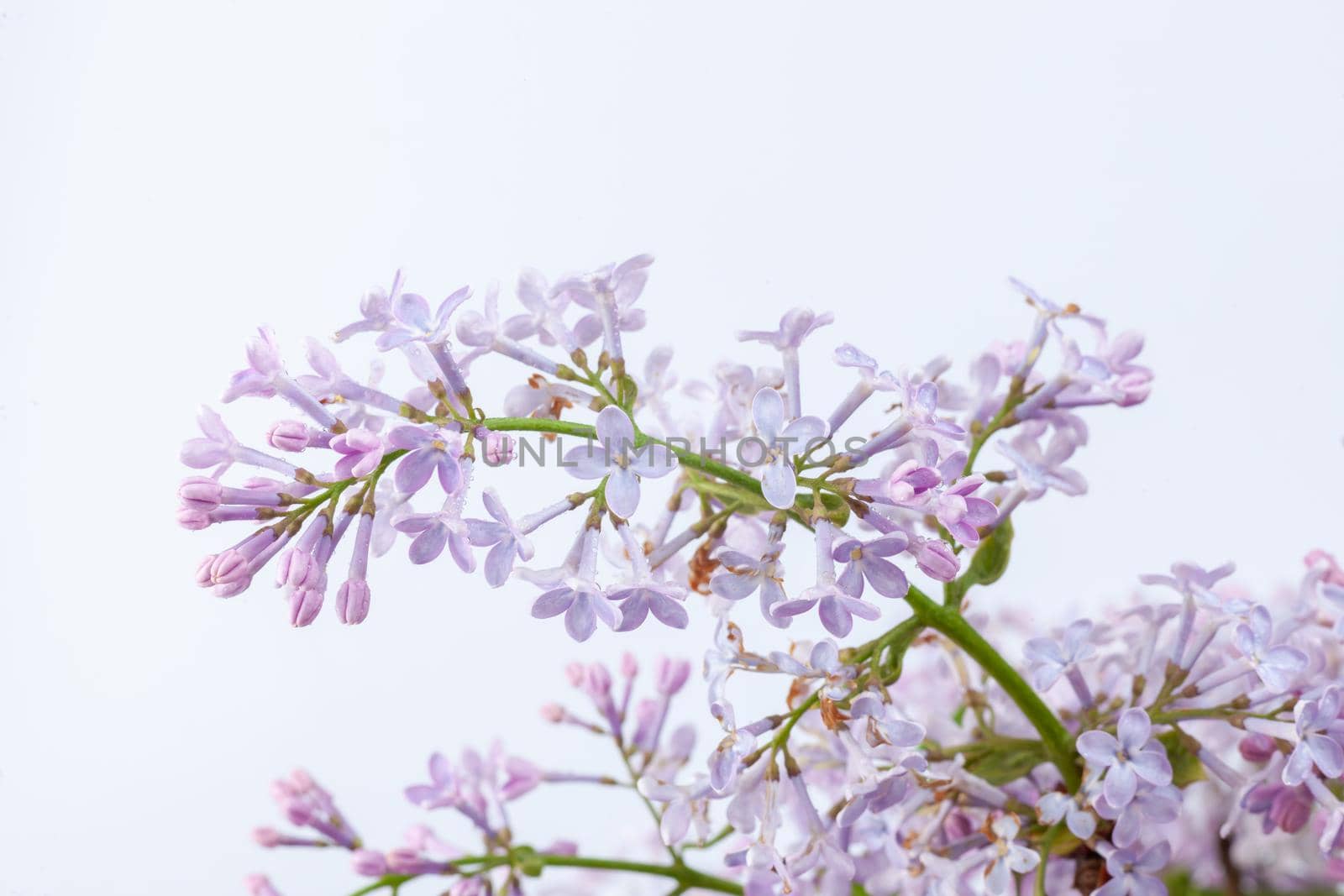 a branch of purple lilac on a white background, used as a background or texture