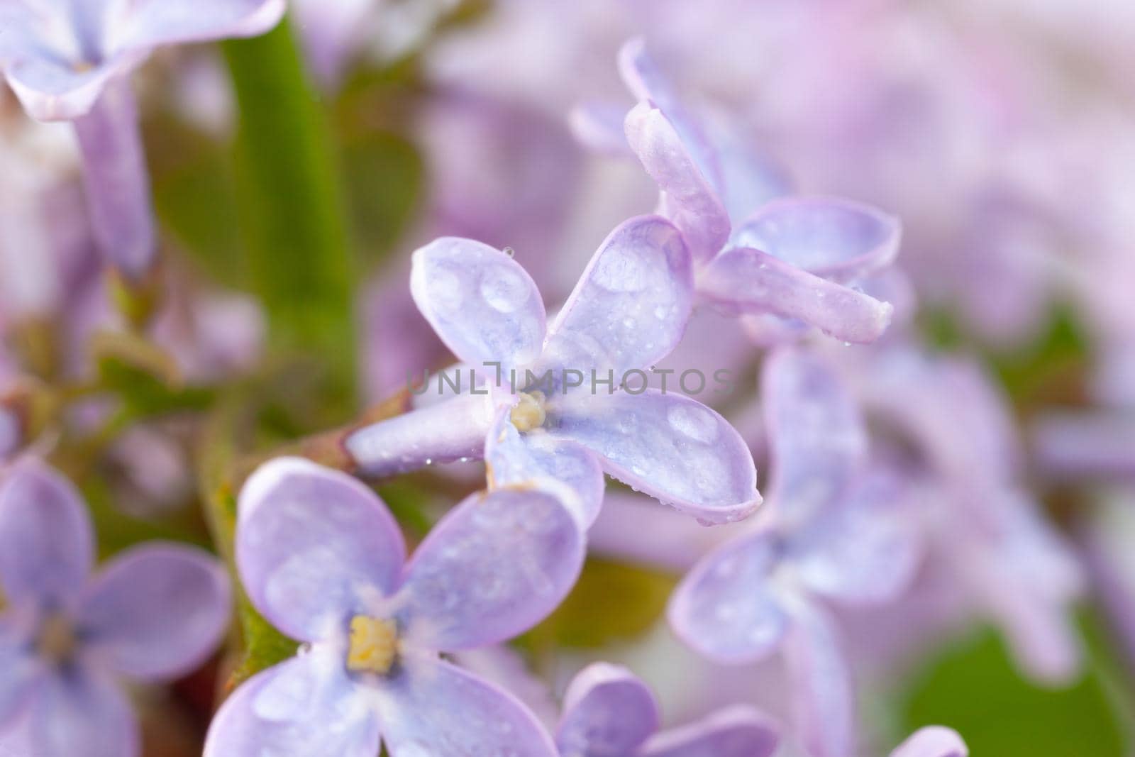 purple lilac branch, used as a background or texture