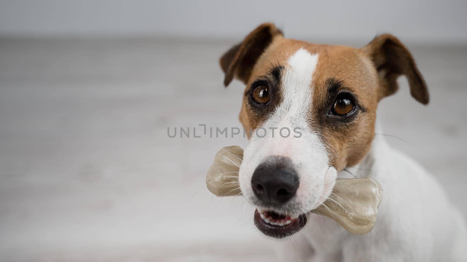 The dog holds a bone in its mouth. Jack russell terrier eating rawhide treat. by mrwed54