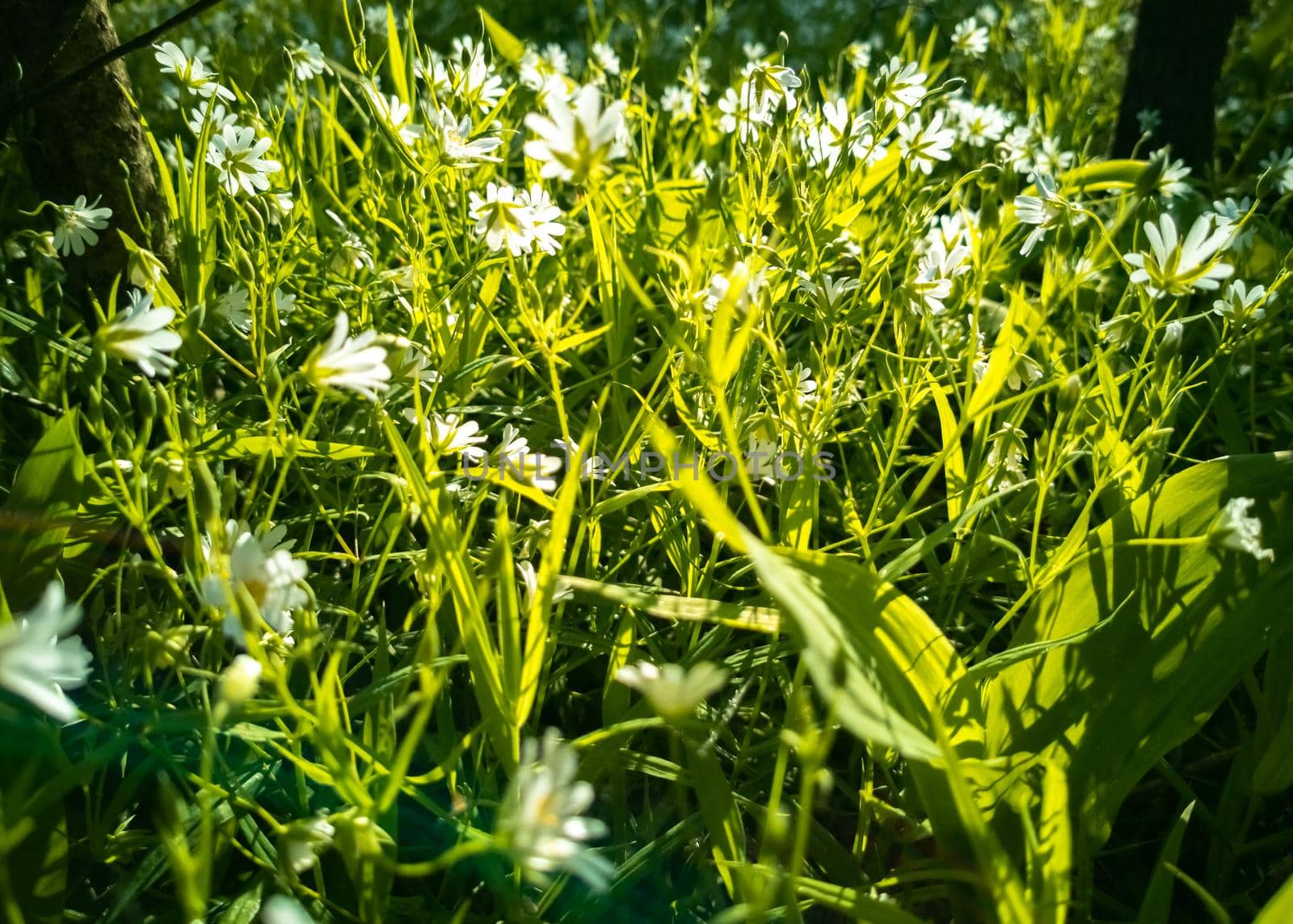 white wildflowers in greenery in sunlight. close-up creative focus. artistic blur