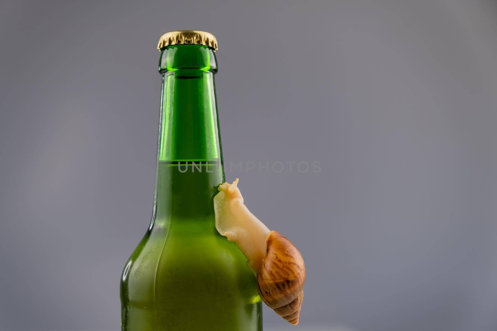 Close-up of a snail crawling on a glass bottle of beer in the studio