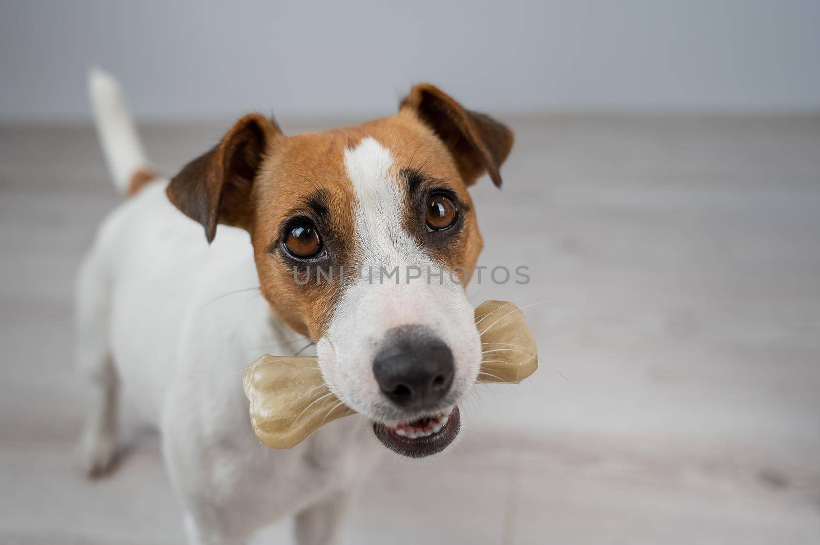 The dog holds a bone in its mouth. Jack russell terrier eating rawhide treat