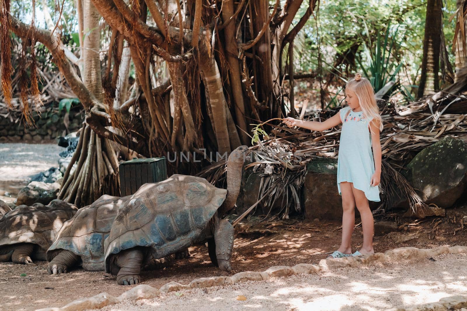 Fun family entertainment in Mauritius. A girl feeds a giant tortoise at the Mauritius island zoo.