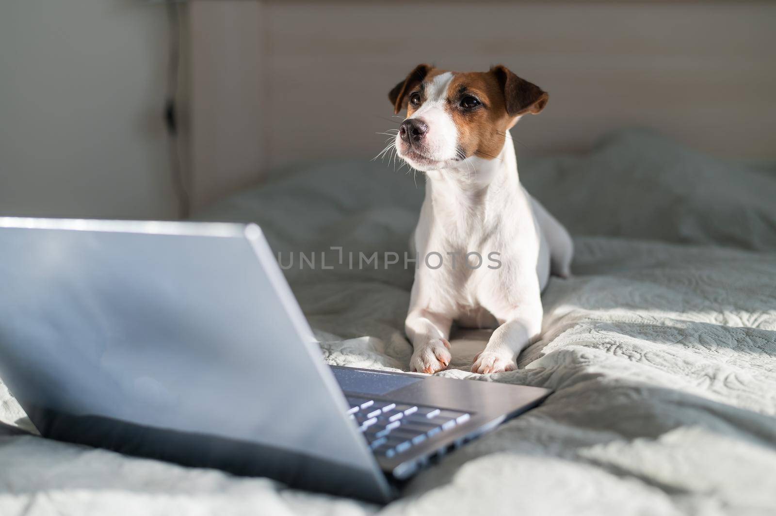 Smart dog jack russell terrier lies on the bed by the laptop. by mrwed54