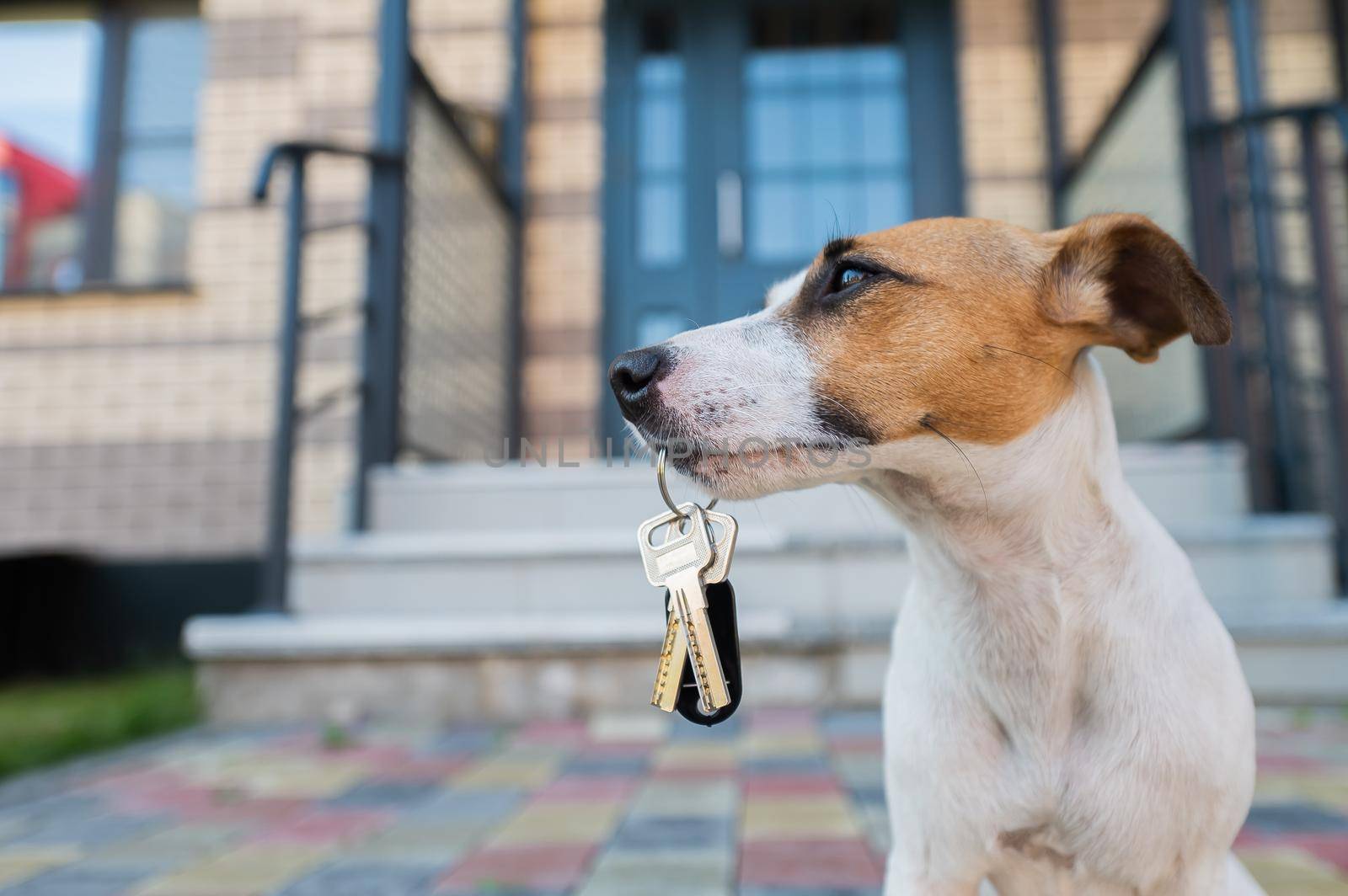 Dog Jack Russell Terrier is sitting at the door holding the keys to the house. by mrwed54