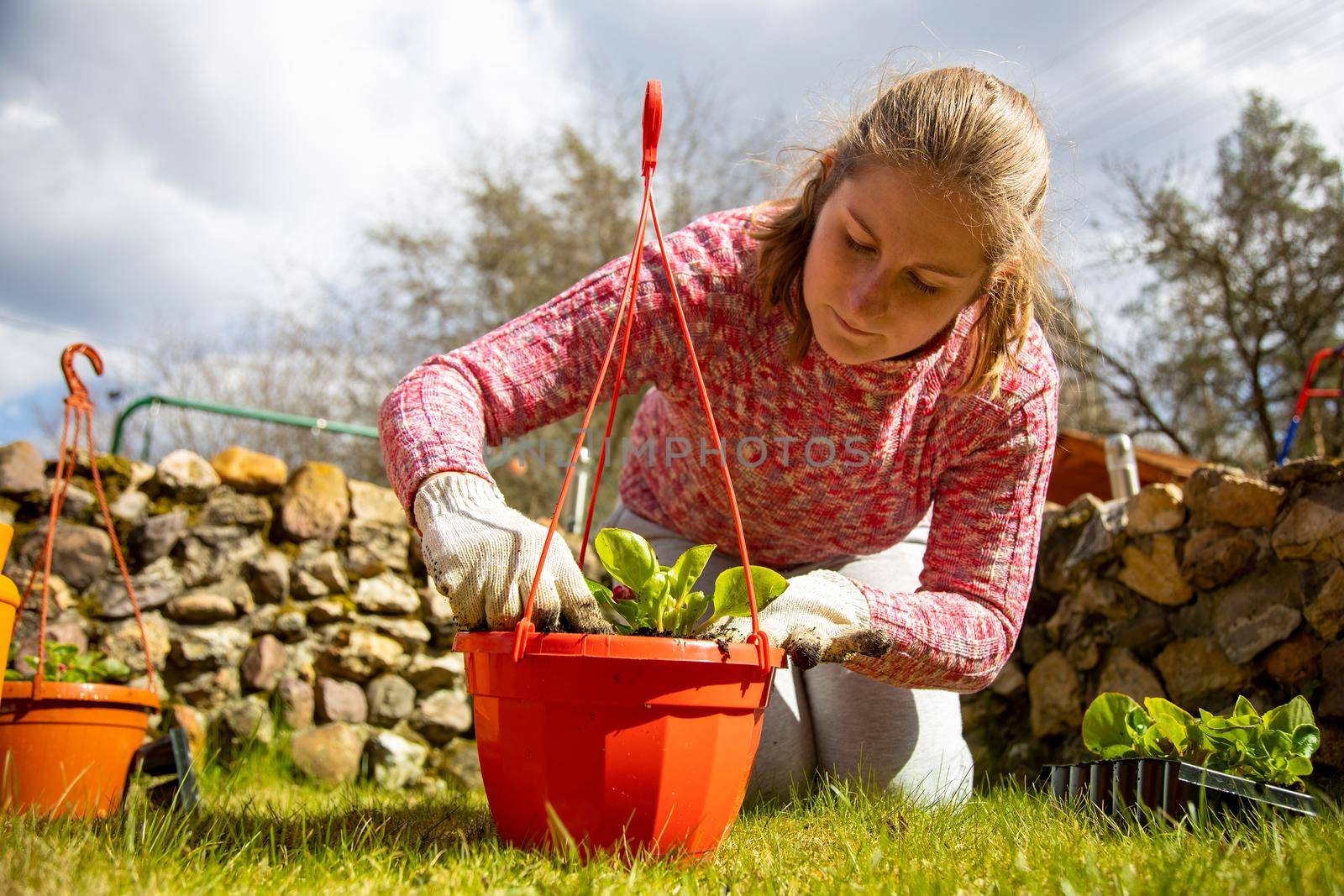 portrait of gardener n household gloves planting a flower in a pot sunny day, faceless