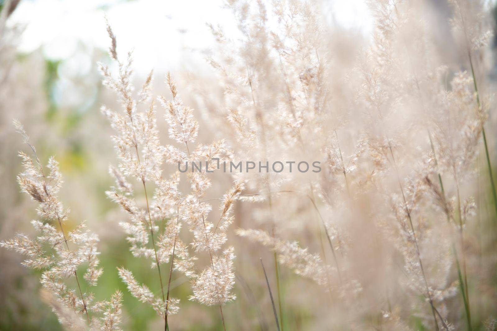 Pampas grass in the sunshine, Abstract natural background of soft plants Cortaderia selloana moving in the wind.