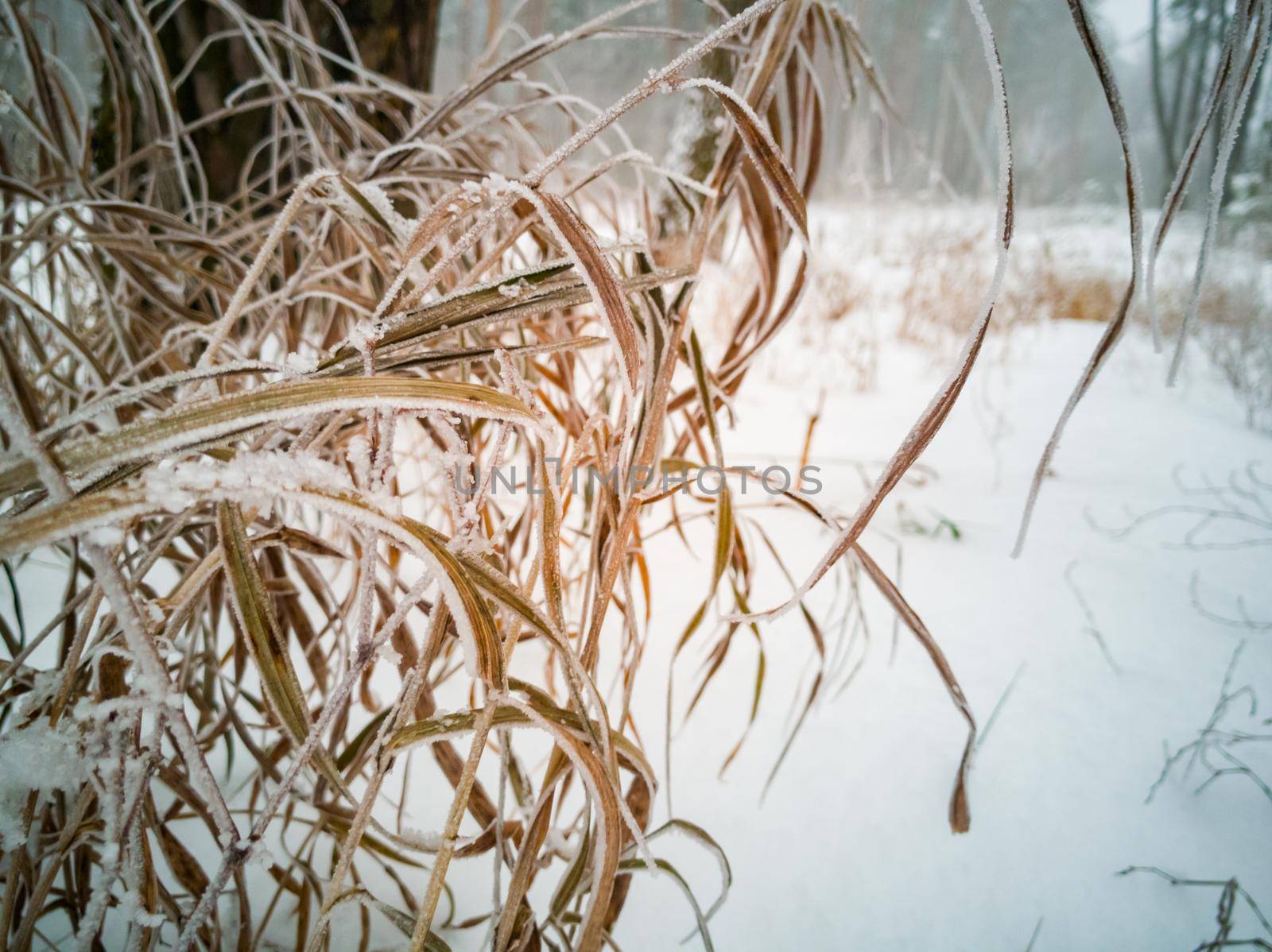 dry yellow grass under the snow. soft focus close up by Mariaprovector