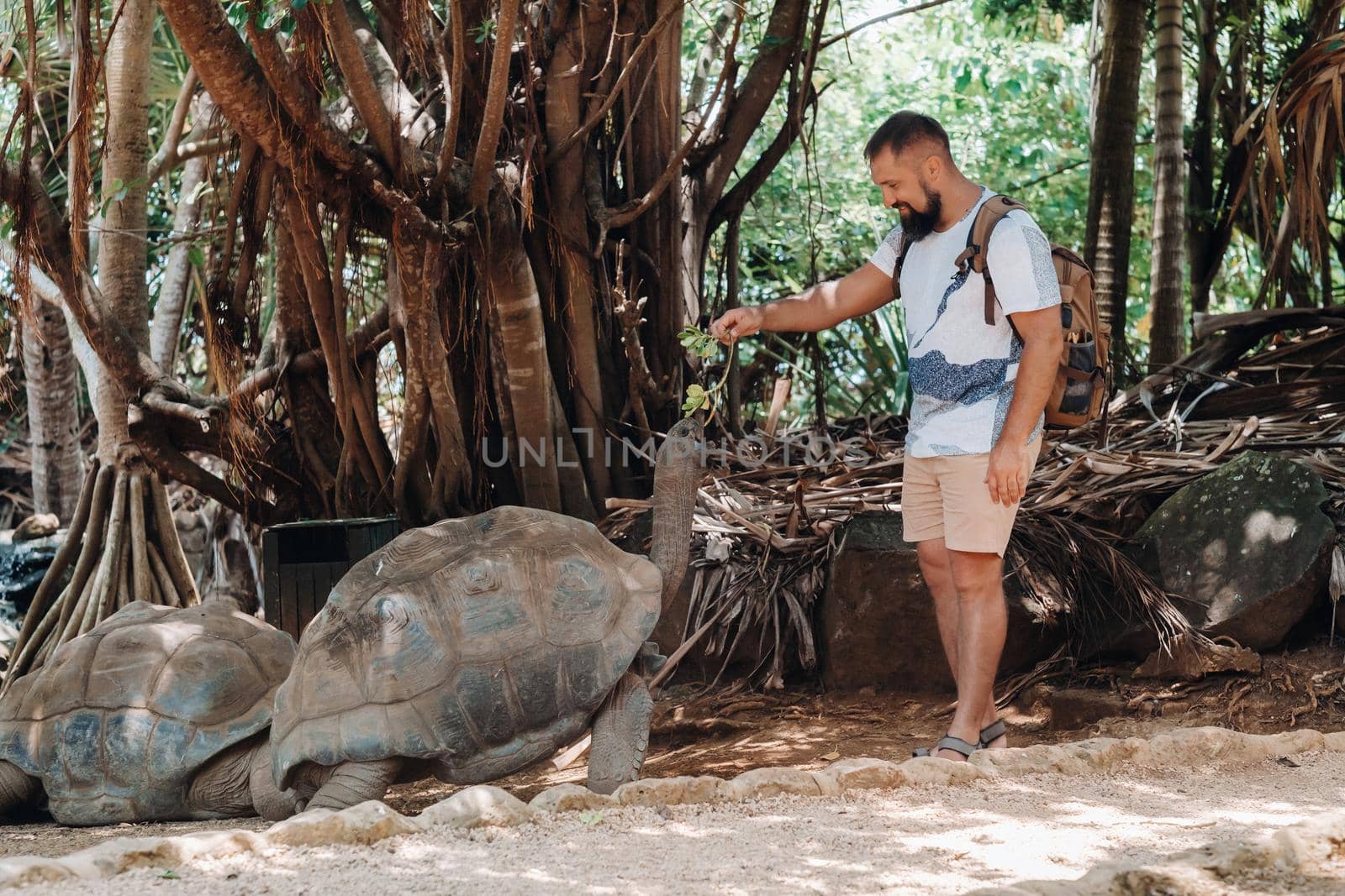 Fun family entertainment in Mauritius. Tourist feeding a giant turtle at the zoo of the island of Mauritius. by Lobachad