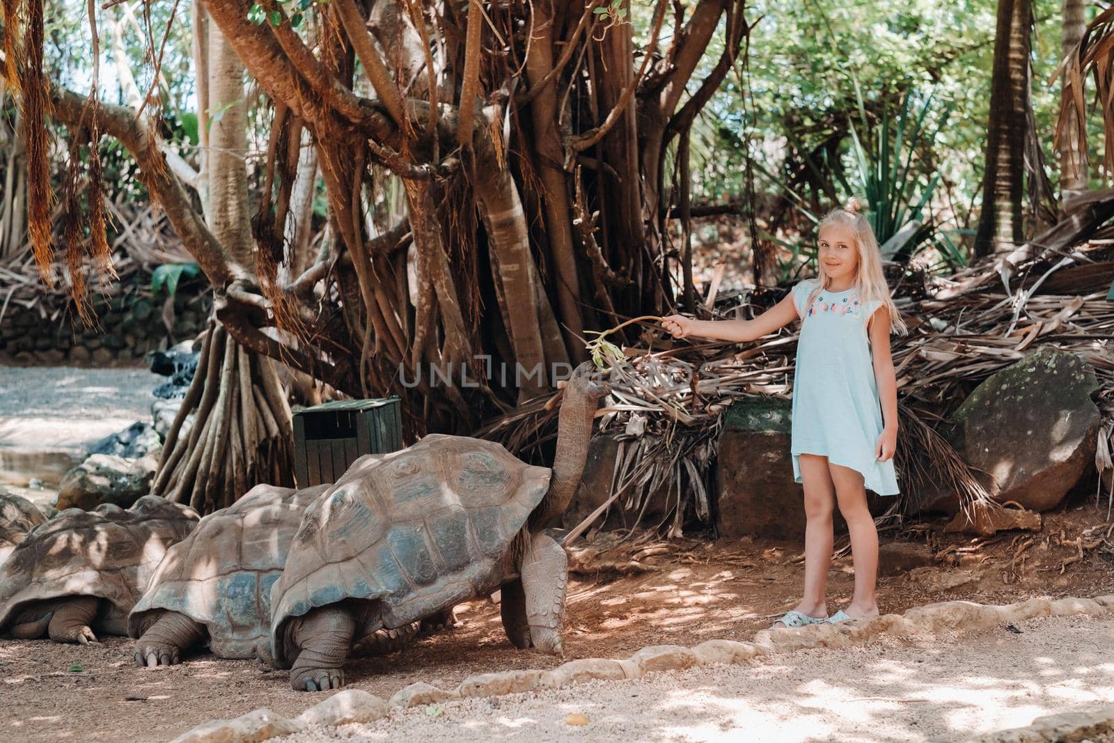 Fun family entertainment in Mauritius. A girl feeds a giant tortoise at the Mauritius island zoo.