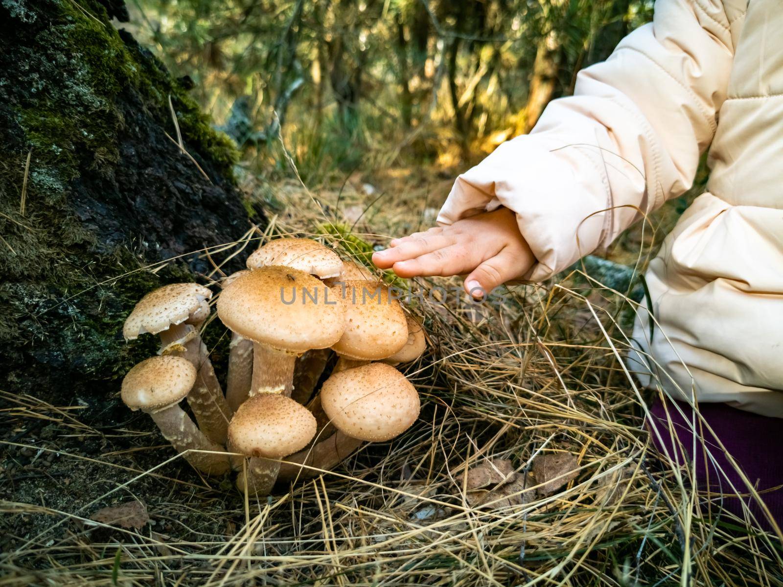 baby collecting honey mushrooms in the autumn forest. close-up no face. beautiful edible mushrooms in sunlight by Mariaprovector