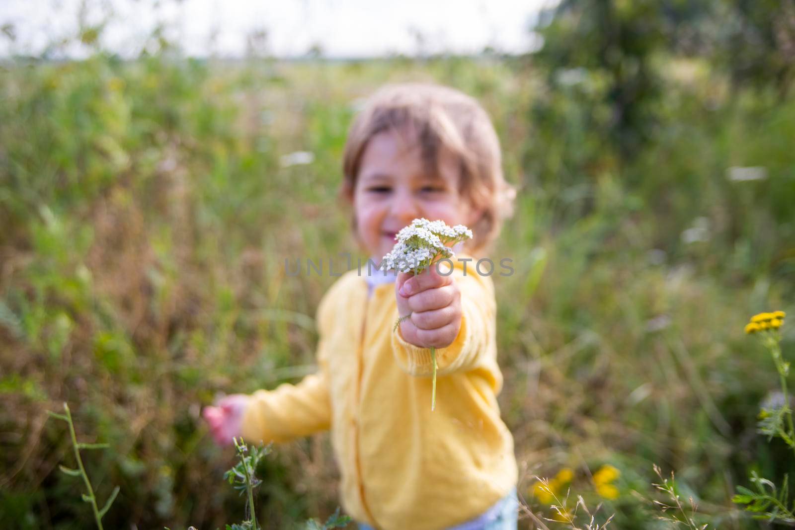 adorable little toddler stretches a flower into the camera in a summer field on a sunny day