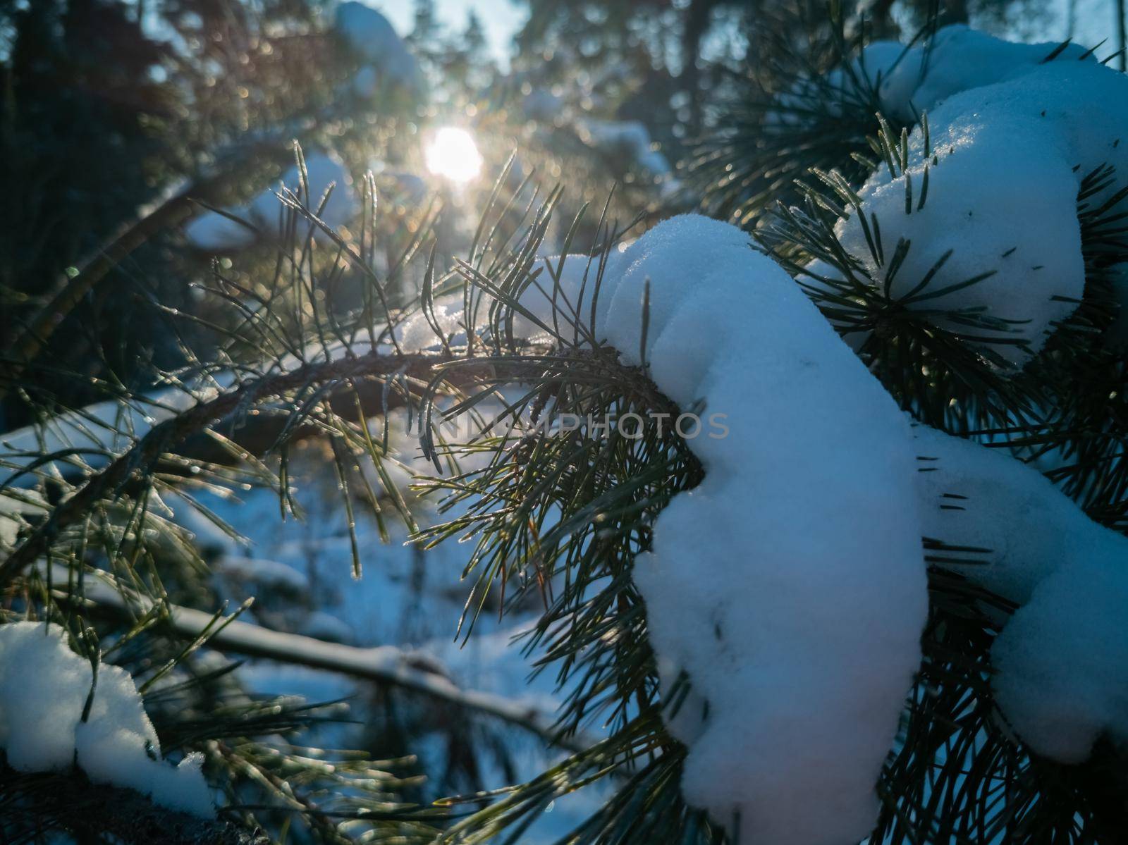 bright sun shines through the green needles of pine branches covered with snow after a snowfall on a clear frosty winter day. Natural winter sunny background. Sun in the pine forest in winter. by Mariaprovector