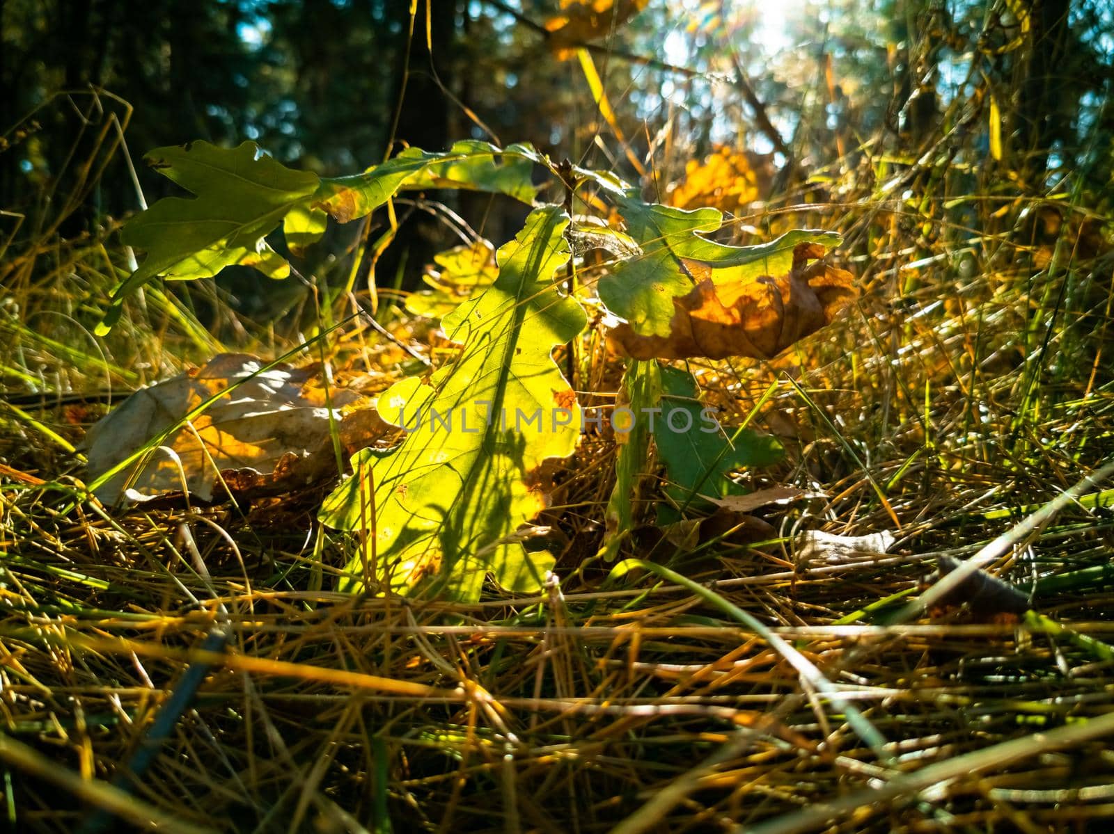 beautiful autumn background. small oak tree grows in the sunbeams in the autumn forest. fallen yellow maple leaves lie on the ground in sunlight