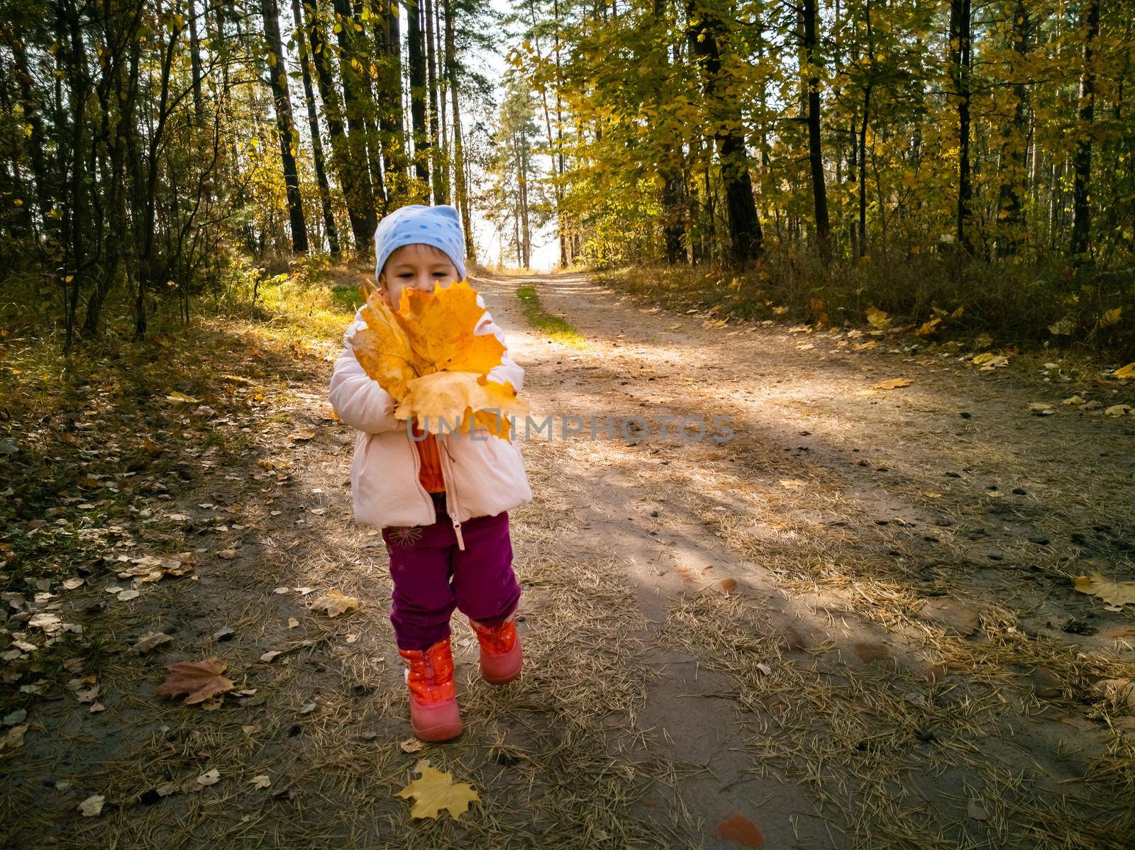 portrait of child collecting falled maple leaves in the autumn forest. close-up. toddler holds beautiful yellow bouquete