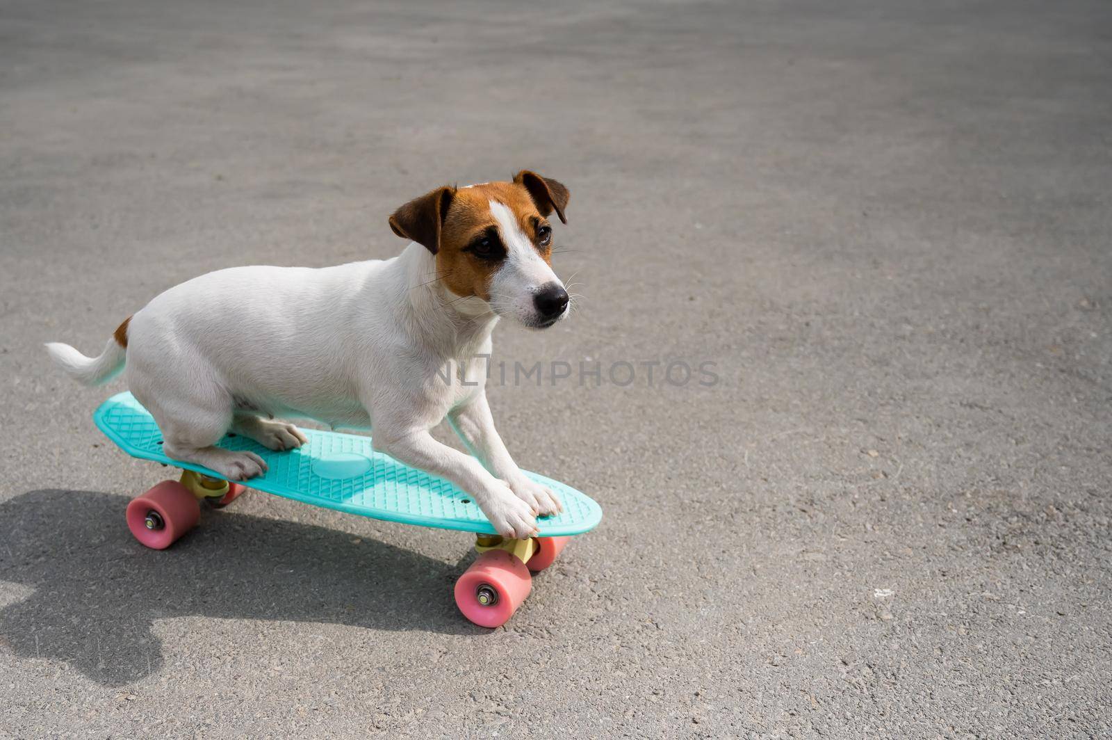 Jack russell terrier dog rides a penny board outdoors.