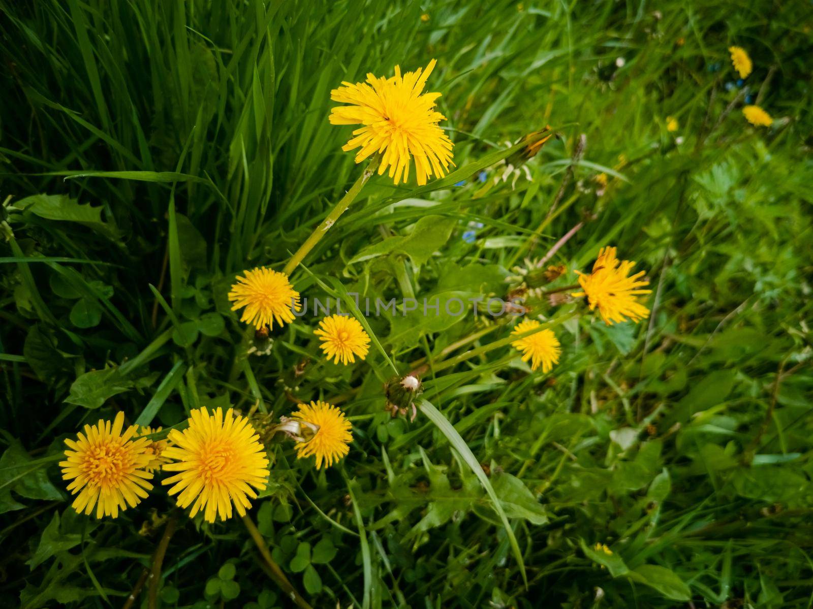 yellow blooming dandelions in green grass. close-up. beautiful summer background