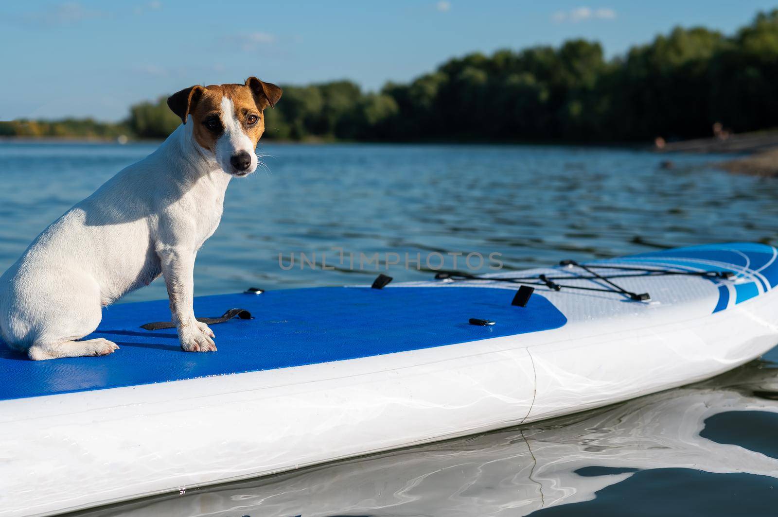 Jack russell terrier dog on a sup board. Summer sport.