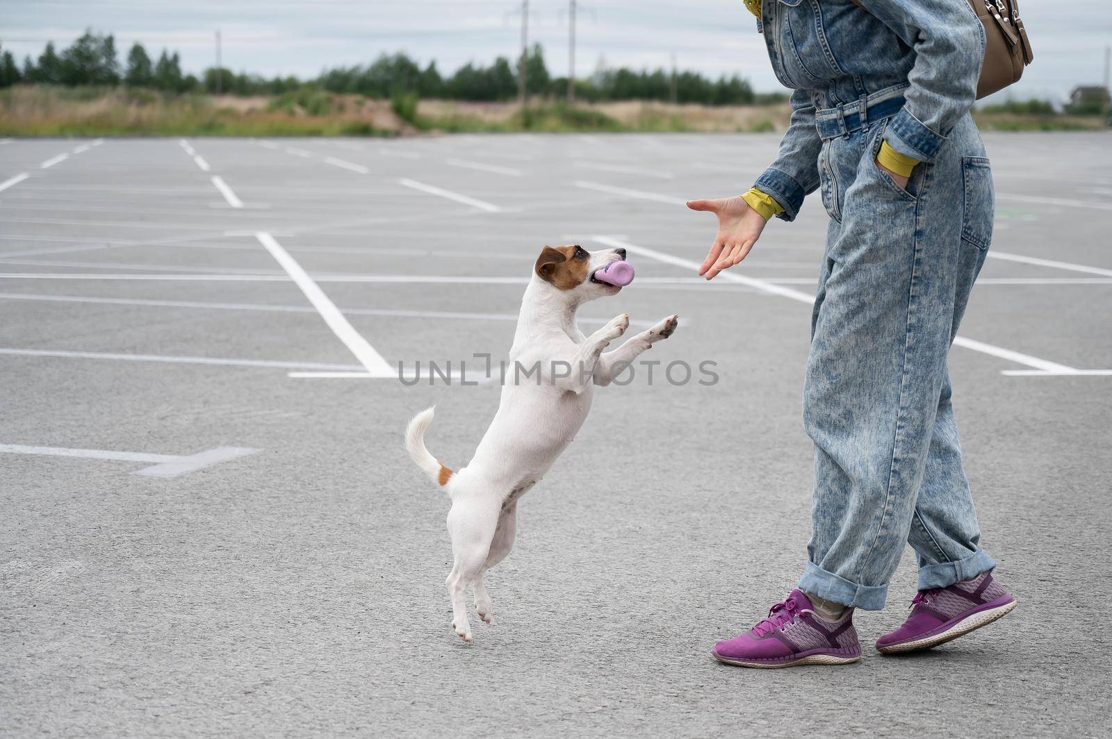 Jack russell terrier dog jumping for a rubber toy