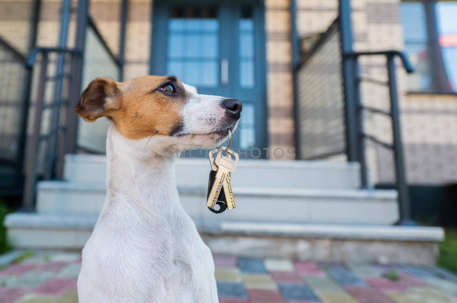 Dog Jack Russell Terrier is sitting at the door holding the keys to the house