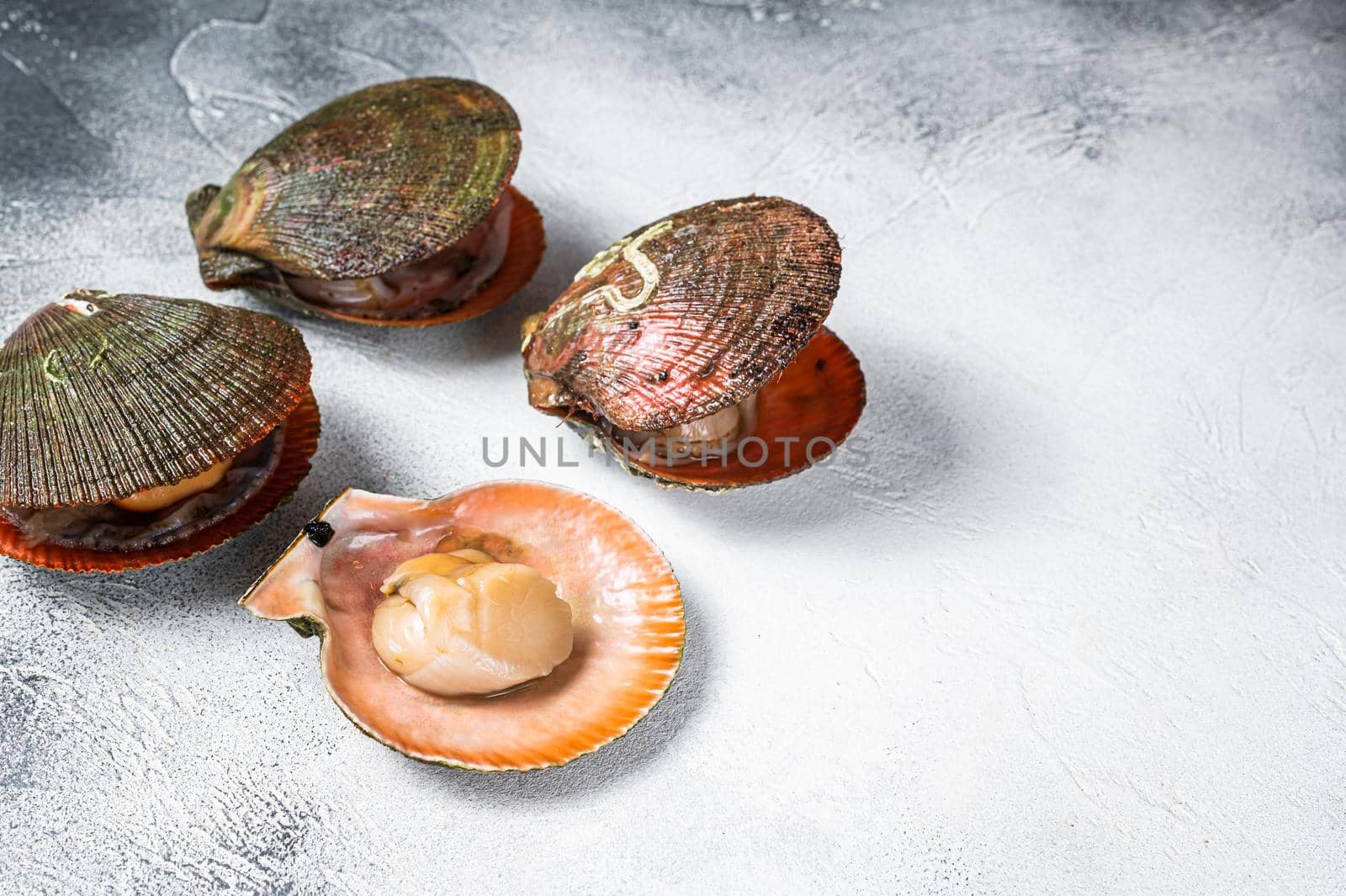 Raw Queen Scallops on kitchen table. White background. Top view. Copy space.