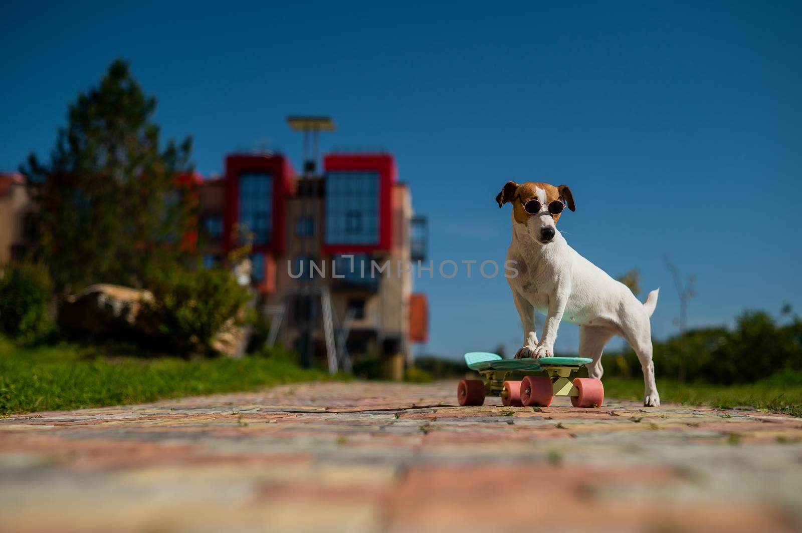 Jack russell terrier dog in sunglasses rides a penny board outdoors