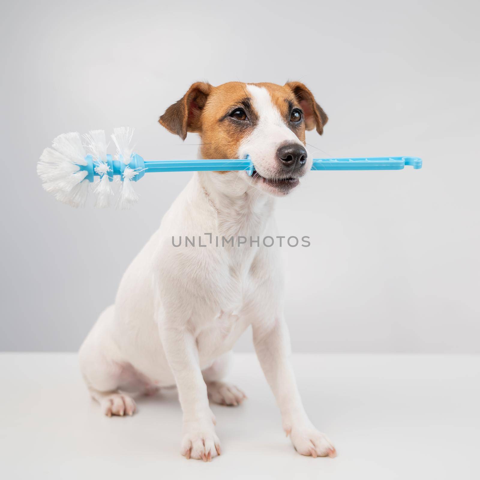 Jack russell terrier dog holds a blue toilet brush in his mouth. Plumbing cleaner.