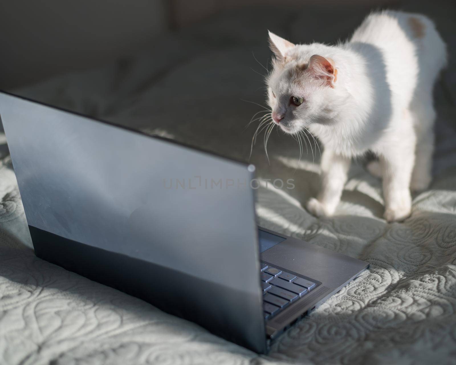 White cat sits at a laptop on the bed