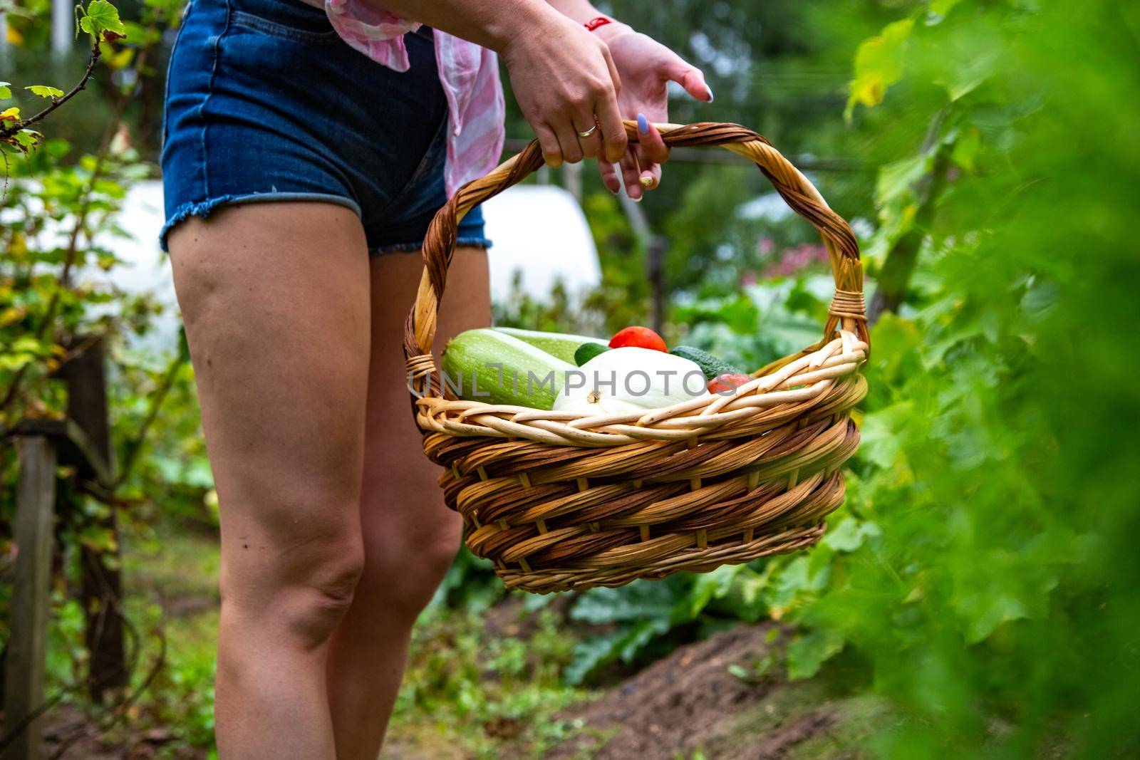 Harvesting vegetables in vegetable garden. woman holds basket with harvest